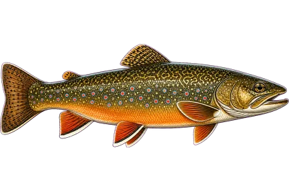 Brook Trout