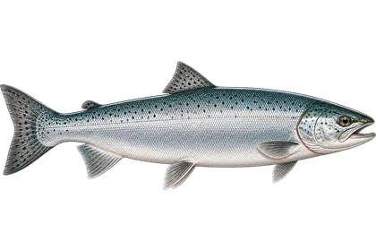 Coho Salmon