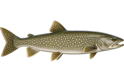 Lake Trout