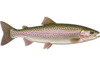 Rainbow Trout / Steelhead