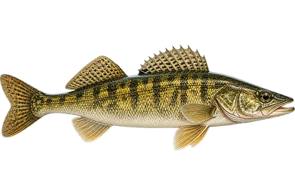Sauger
